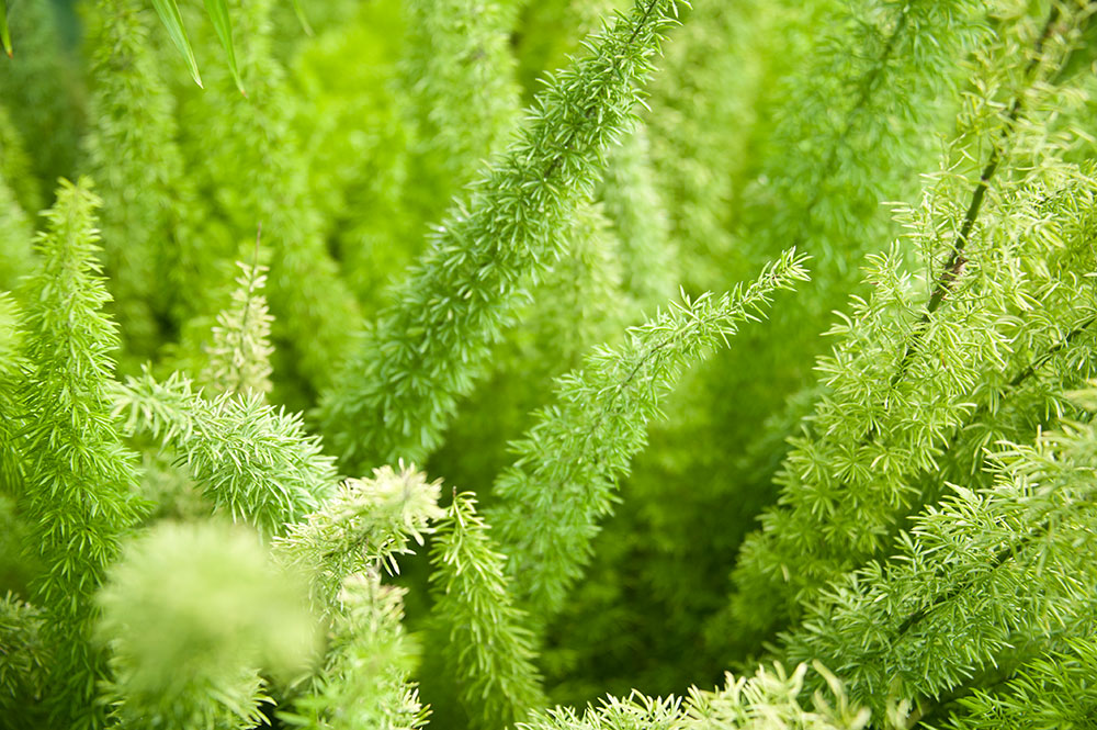 Allan Garden Conservatory 4